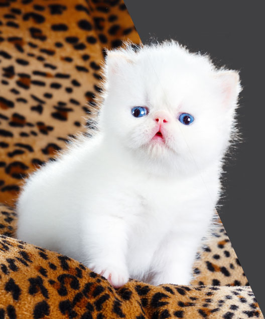 Cutest Cat Photo Contest