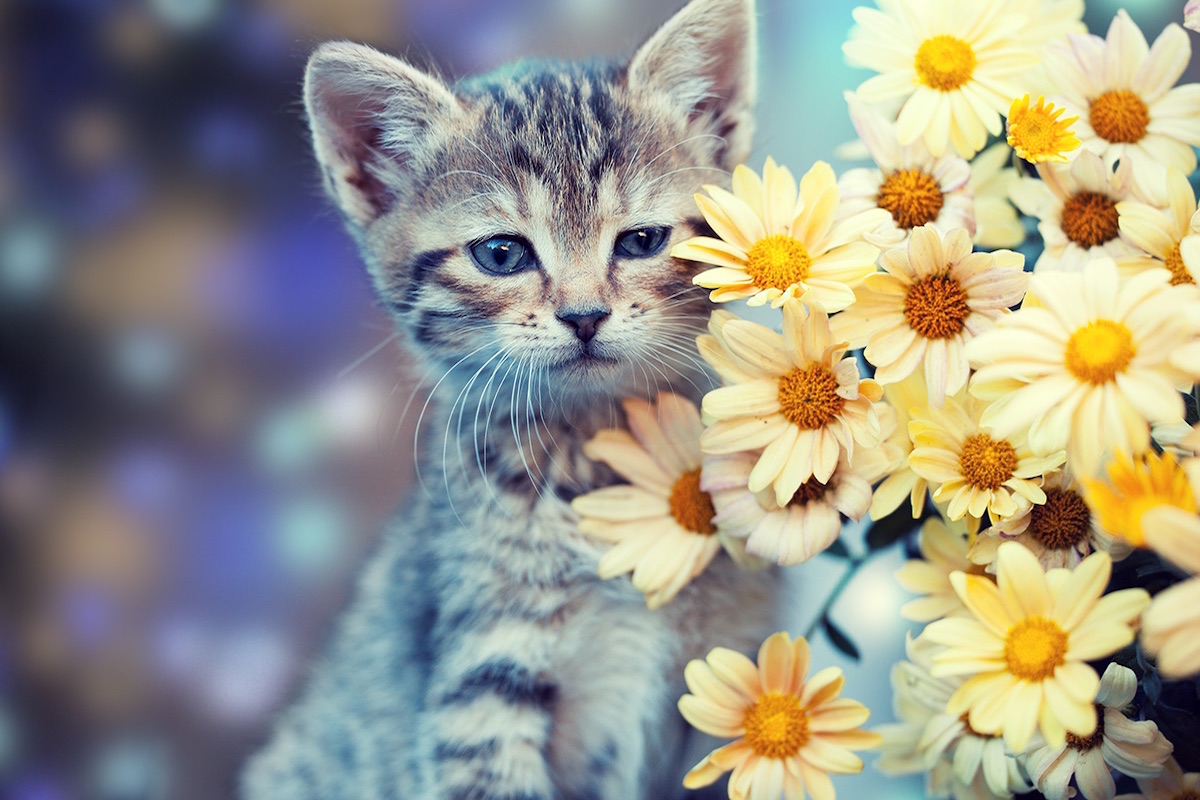 Cutest Cat Photo Contest